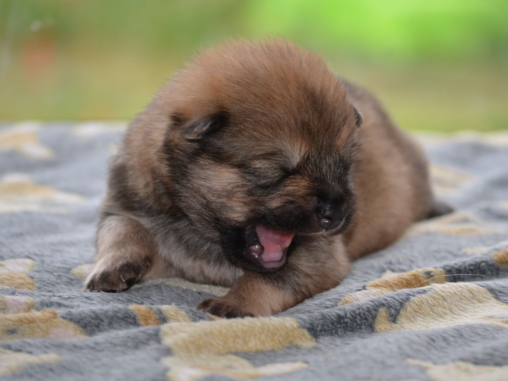 Les bébés sont nés !