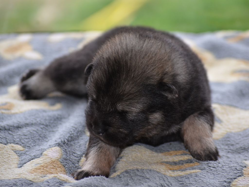 Des Loups De Niflheim - Chiots disponibles - Eurasier