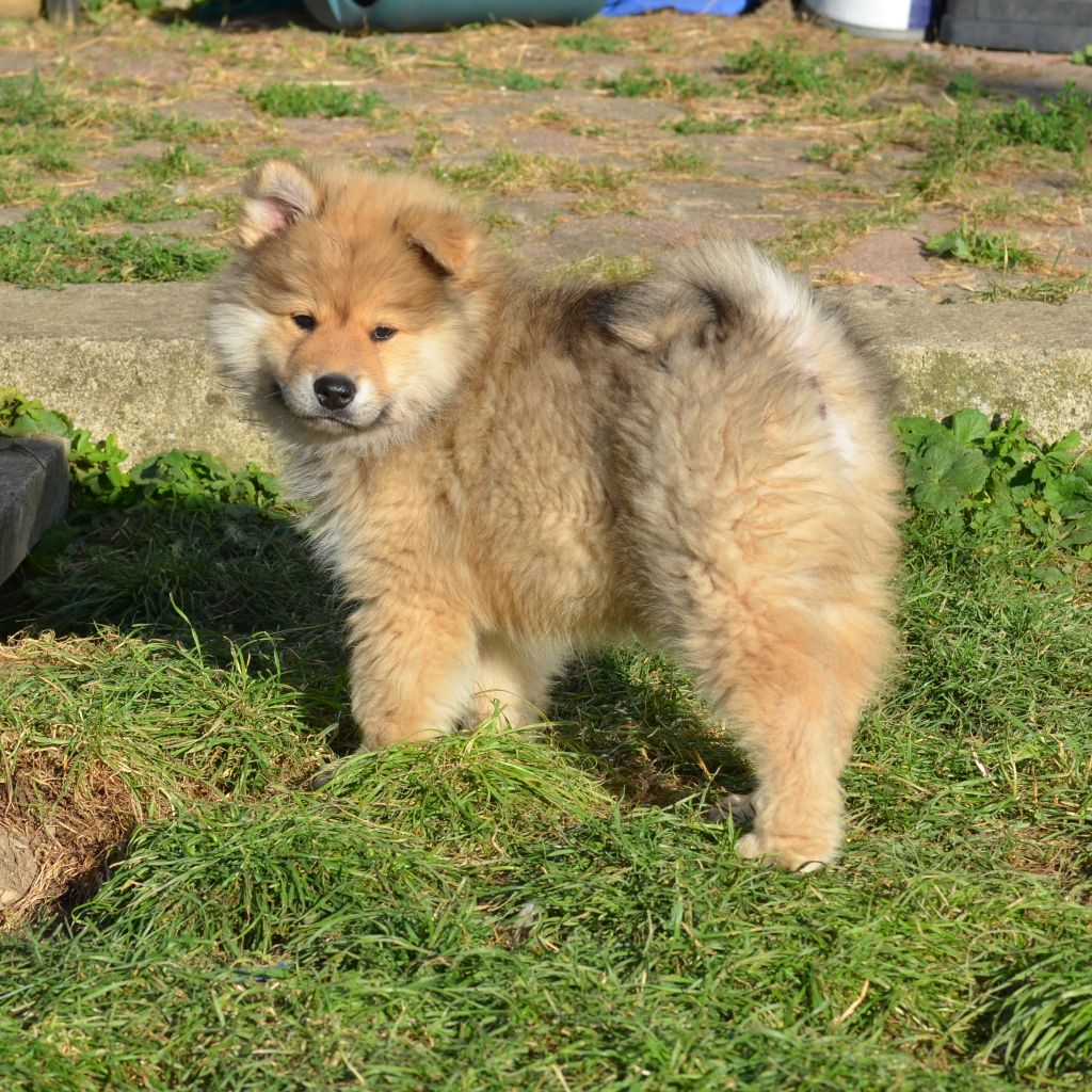 Des Loups De Niflheim - Chiots disponibles - Eurasier