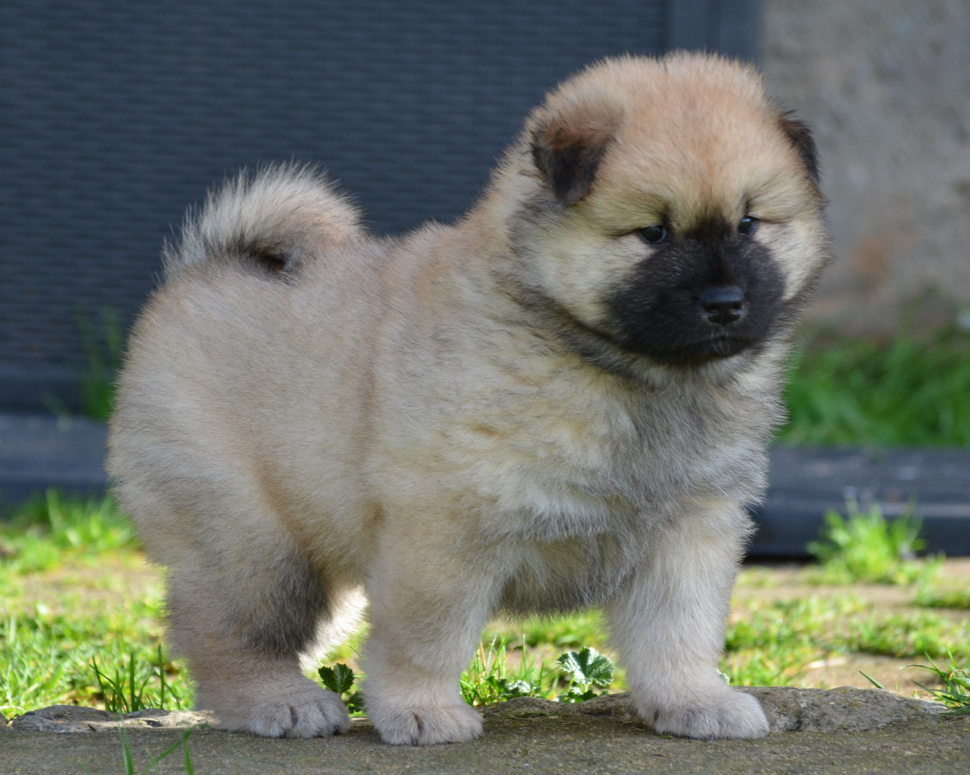 Des Loups De Niflheim - Chiots disponibles - Eurasier
