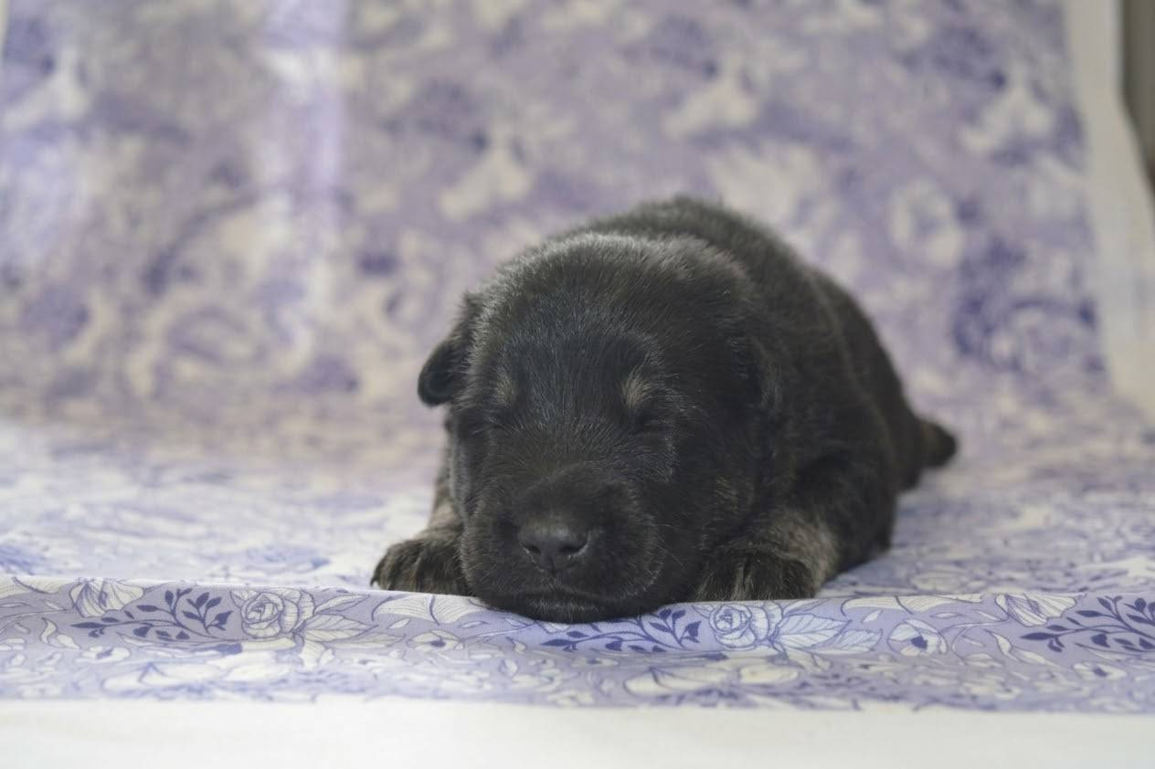 Des Loups De Niflheim - Chiots disponibles - Eurasier