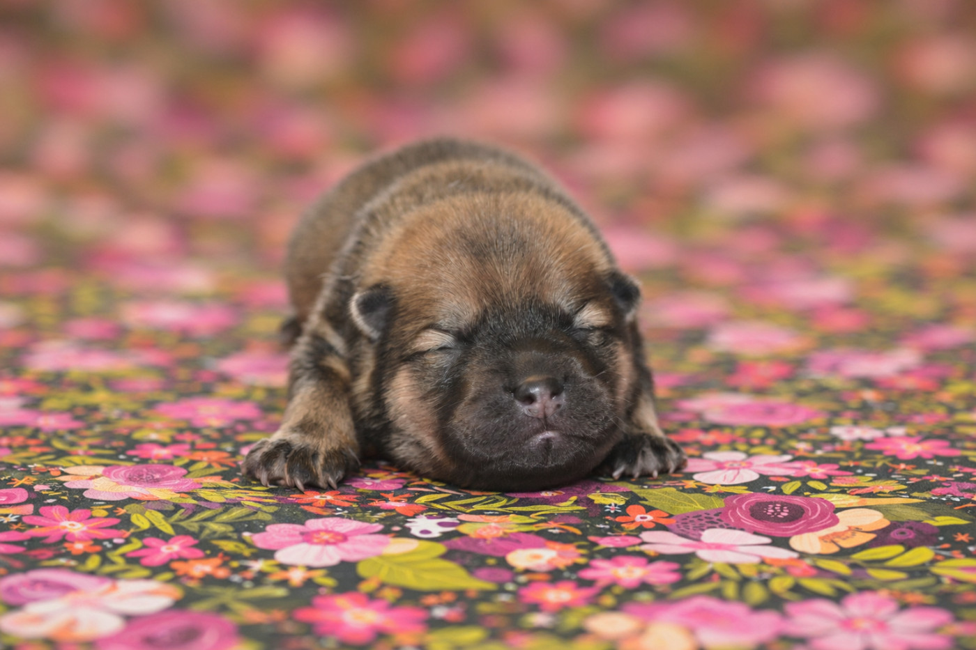 Des Loups De Niflheim - Chiots disponibles - Eurasier