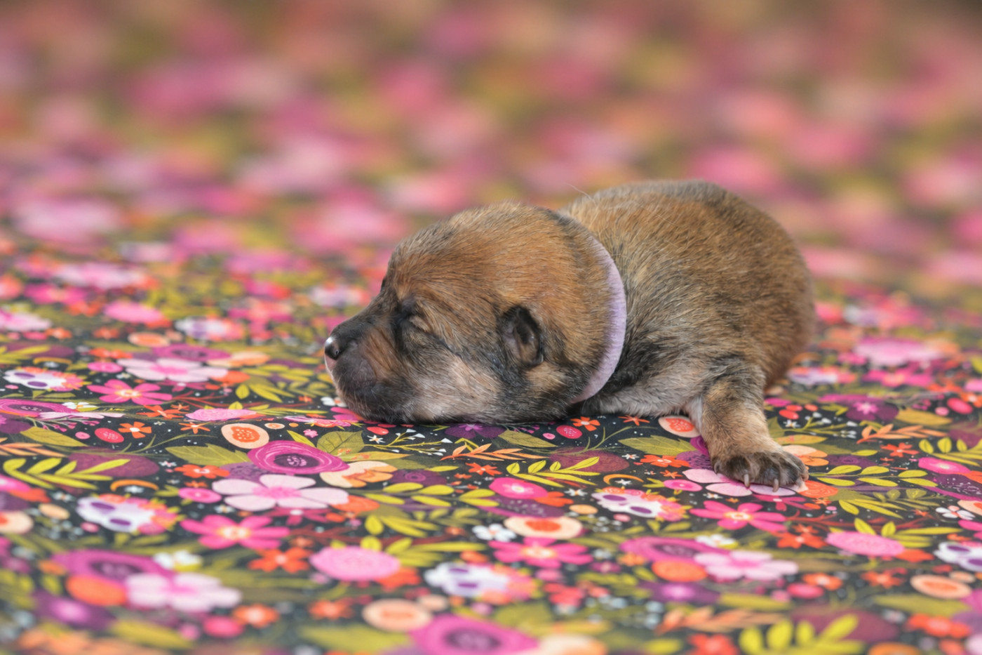 Des Loups De Niflheim - Chiots disponibles - Eurasier