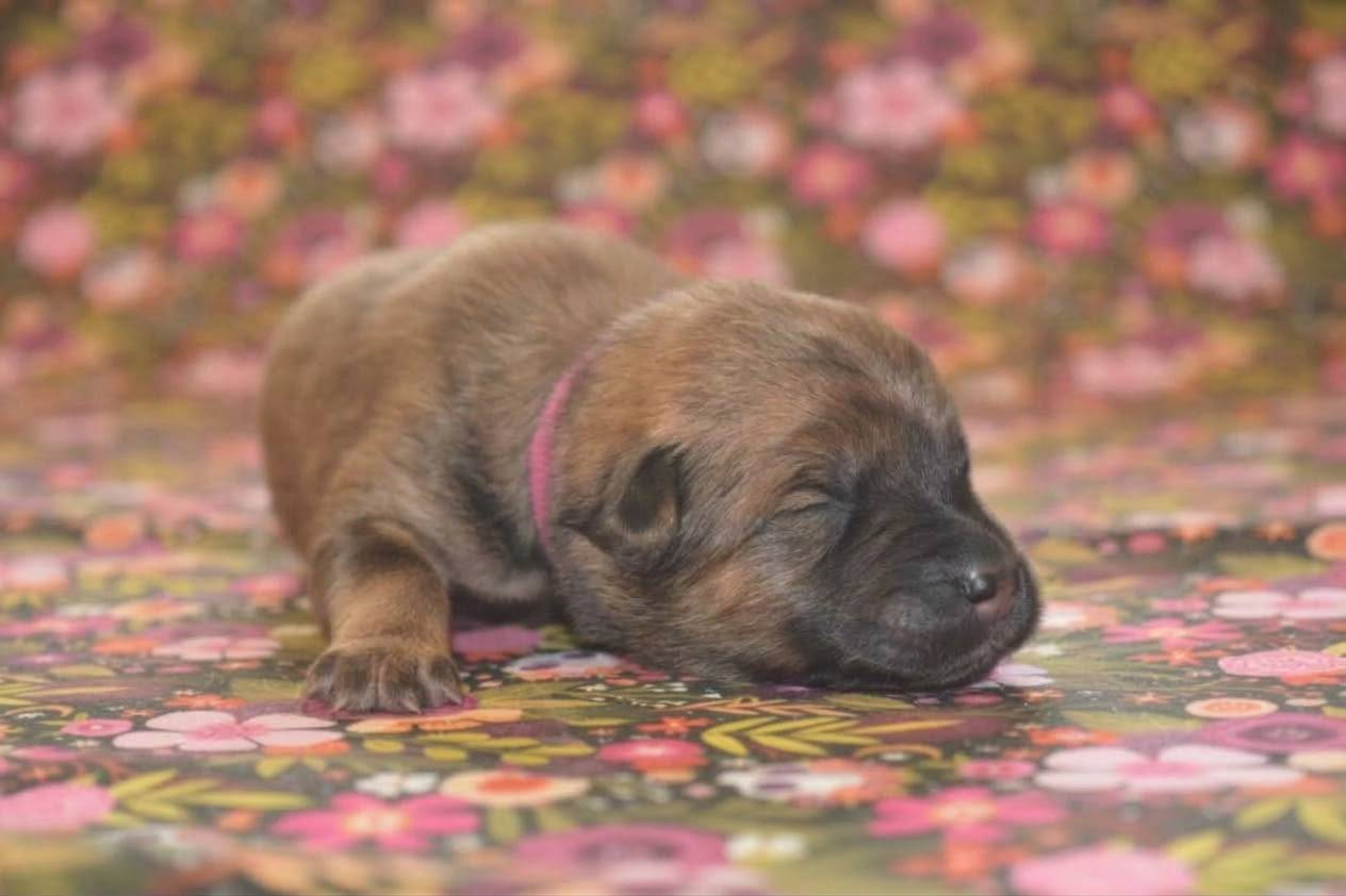 Des Loups De Niflheim - Chiots disponibles - Eurasier