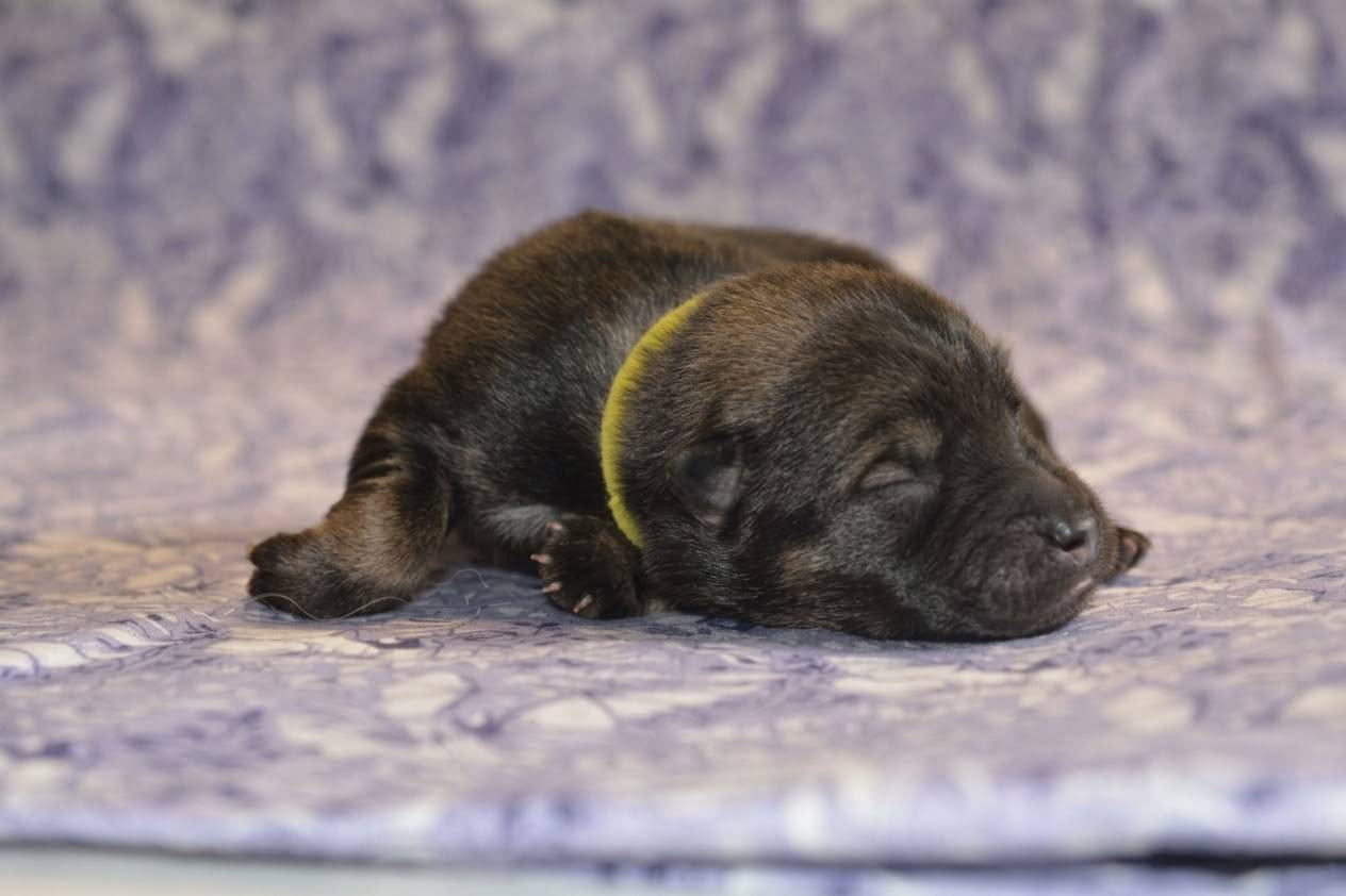 Des Loups De Niflheim - Chiots disponibles - Eurasier