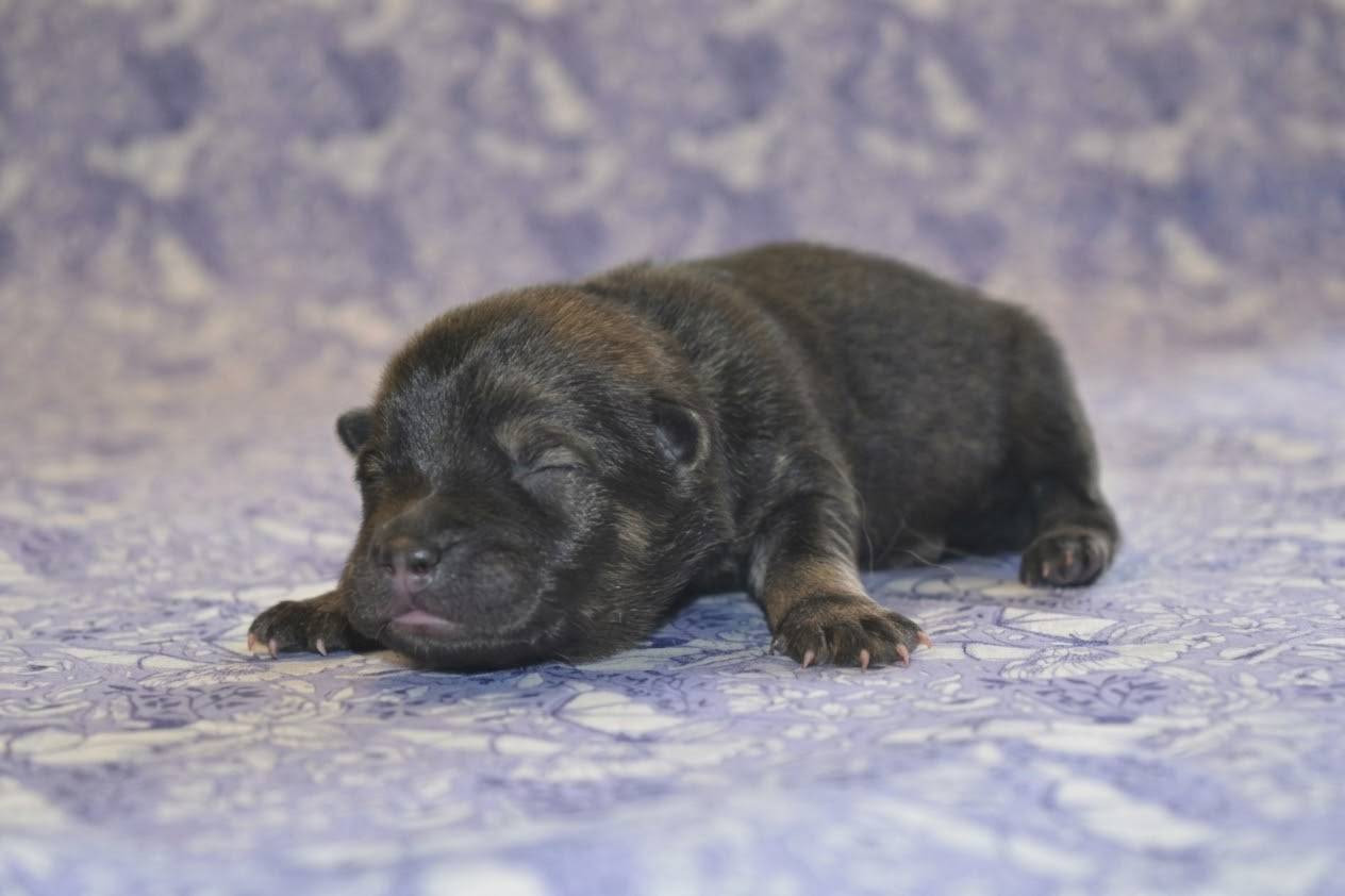 Des Loups De Niflheim - Chiots disponibles - Eurasier