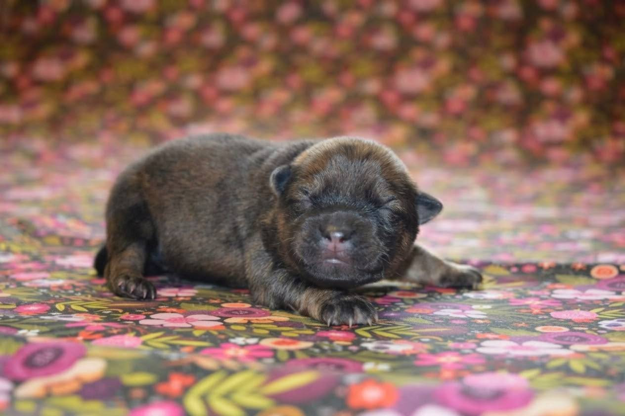 Des Loups De Niflheim - Chiots disponibles - Eurasier