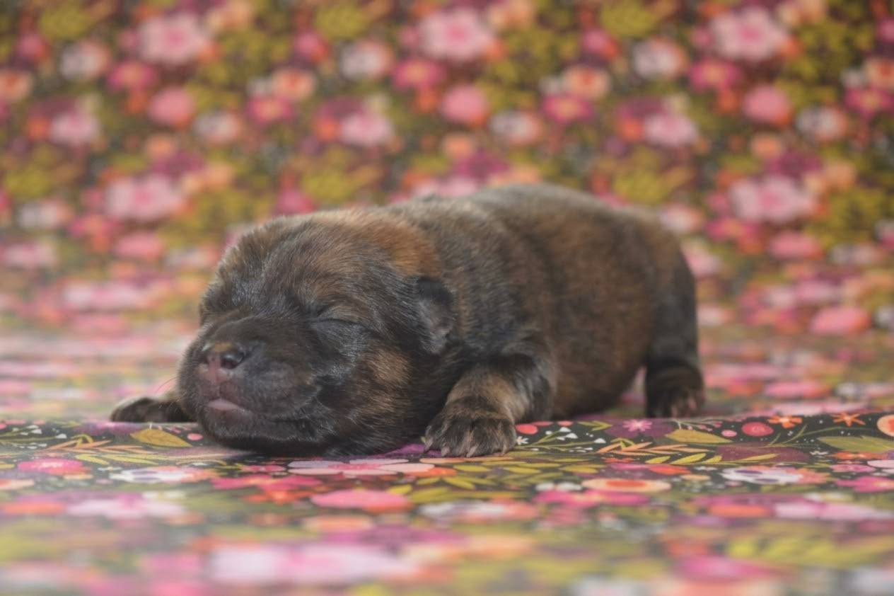 Des Loups De Niflheim - Chiots disponibles - Eurasier