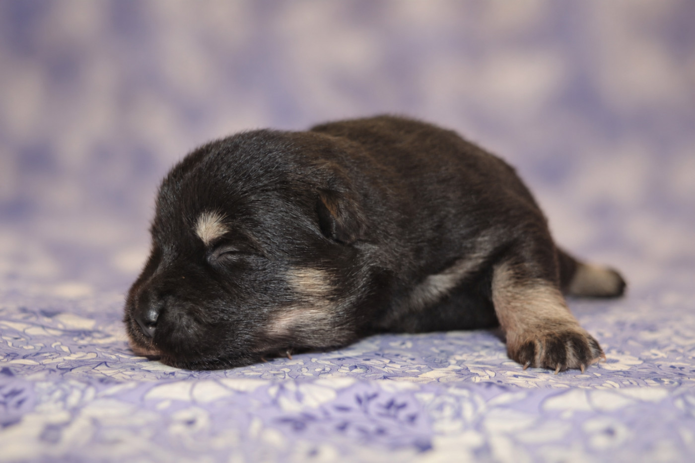 Des Loups De Niflheim - Chiots disponibles - Eurasier