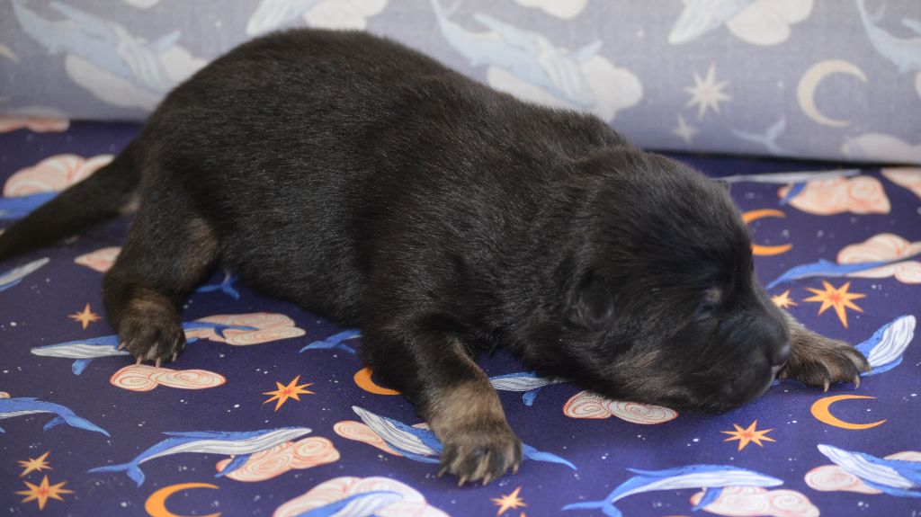 Des Loups De Niflheim - Chiots disponibles - Eurasier