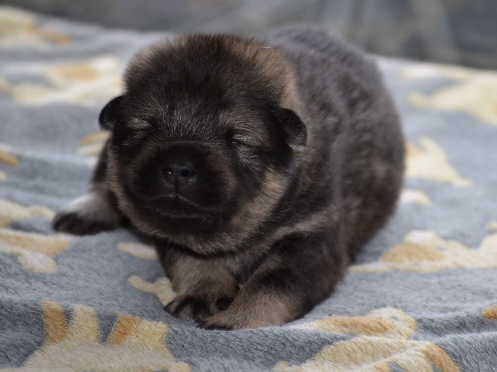 Des Loups De Niflheim - Chiots disponibles - Eurasier