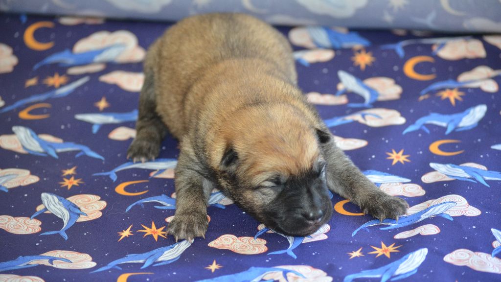 Des Loups De Niflheim - Chiots disponibles - Eurasier