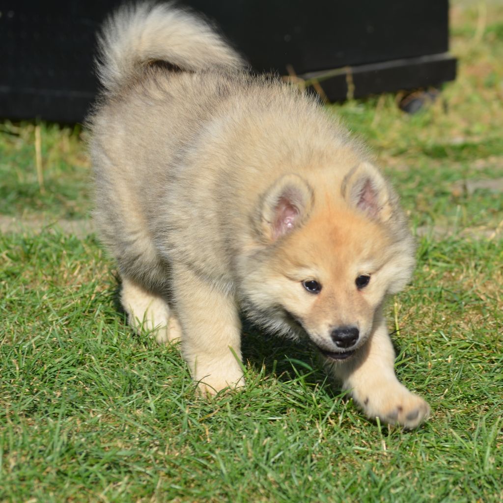 Des Loups De Niflheim - Chiots disponibles - Eurasier