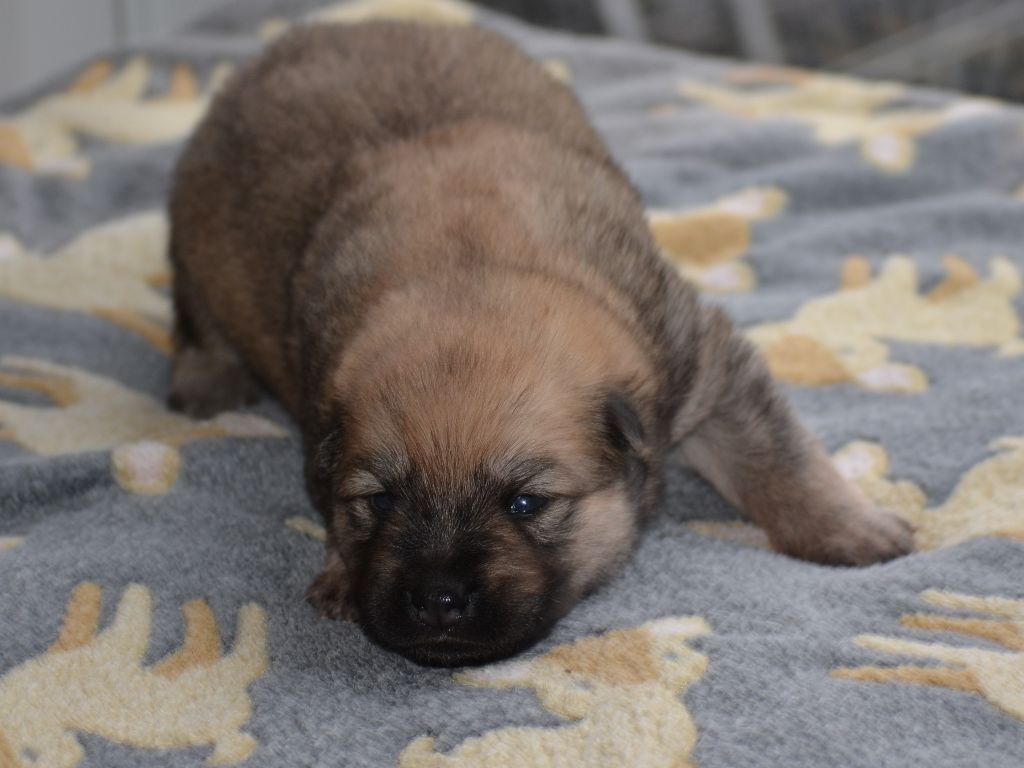Des Loups De Niflheim - Chiots disponibles - Eurasier