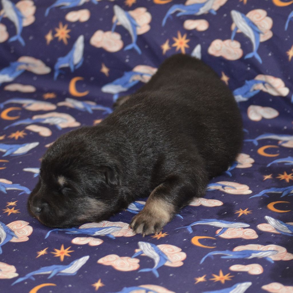 Des Loups De Niflheim - Chiots disponibles - Eurasier