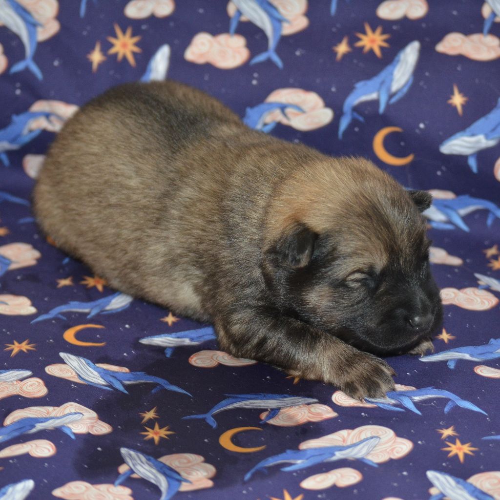 Des Loups De Niflheim - Chiots disponibles - Eurasier