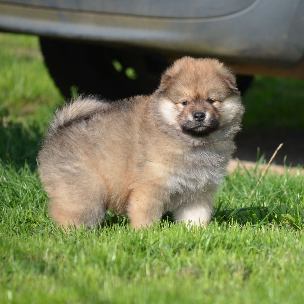 Des Loups De Niflheim - Chiots disponibles - Eurasier