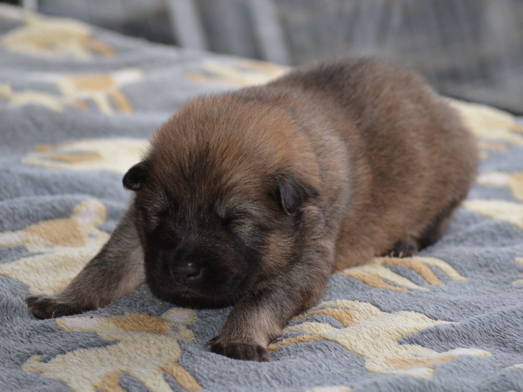 Des Loups De Niflheim - Chiots disponibles - Eurasier