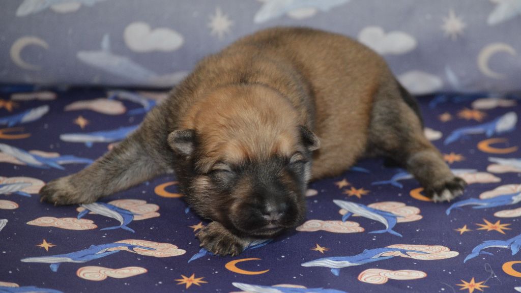 Des Loups De Niflheim - Chiots disponibles - Eurasier