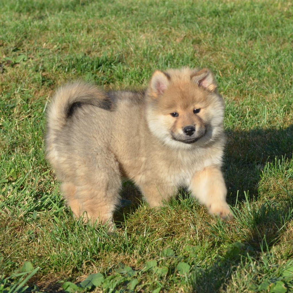 Des Loups De Niflheim - Chiots disponibles - Eurasier