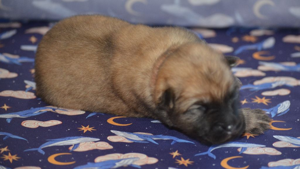 Des Loups De Niflheim - Chiots disponibles - Eurasier