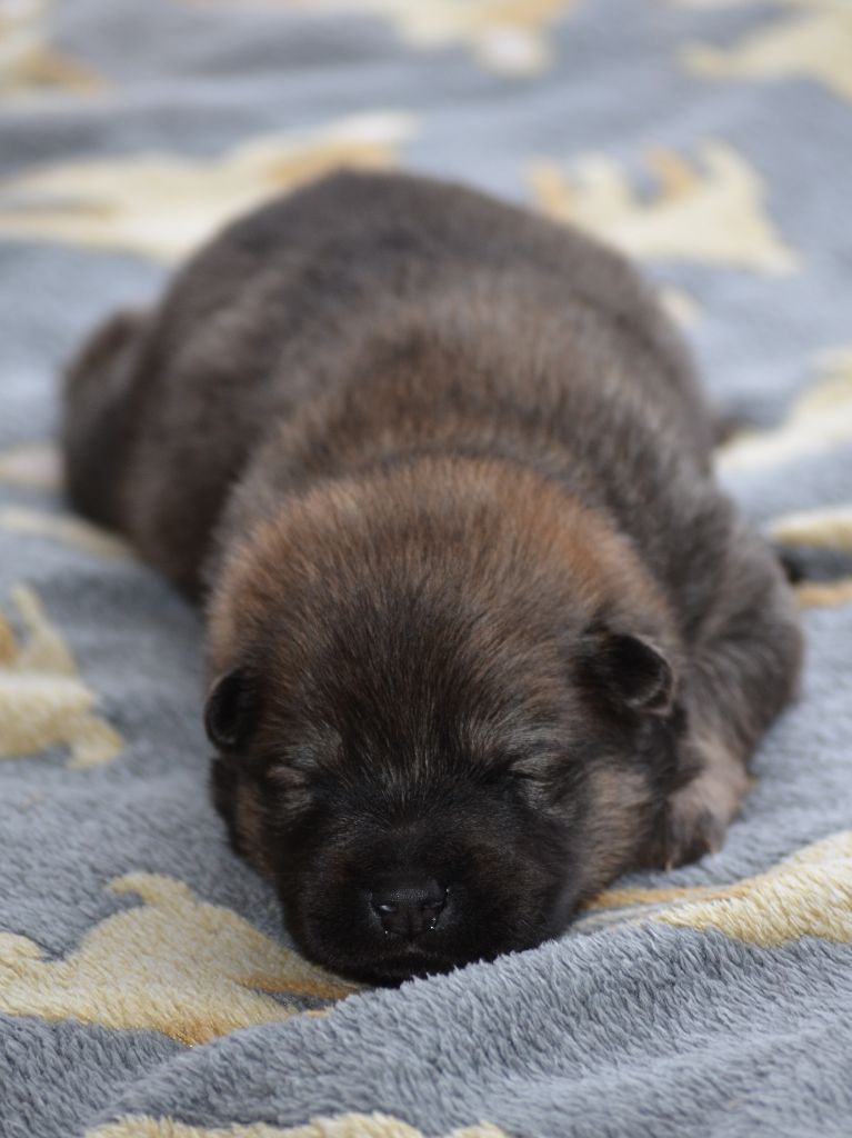 Des Loups De Niflheim - Chiots disponibles - Eurasier