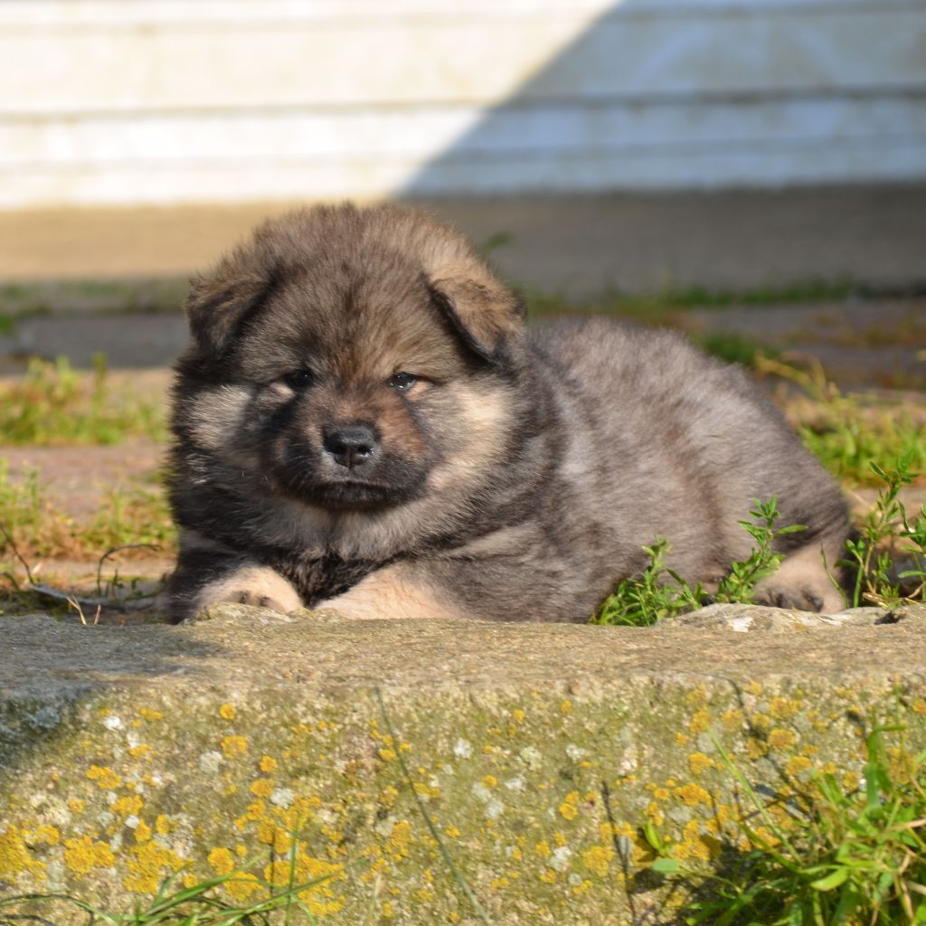 Des Loups De Niflheim - Chiots disponibles - Eurasier