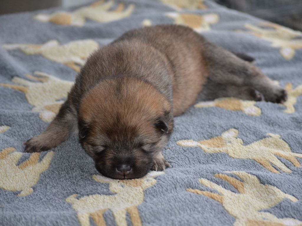 Des Loups De Niflheim - Chiots disponibles - Eurasier