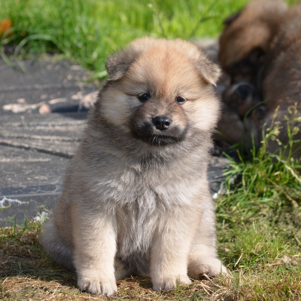 Des Loups De Niflheim - Chiots disponibles - Eurasier