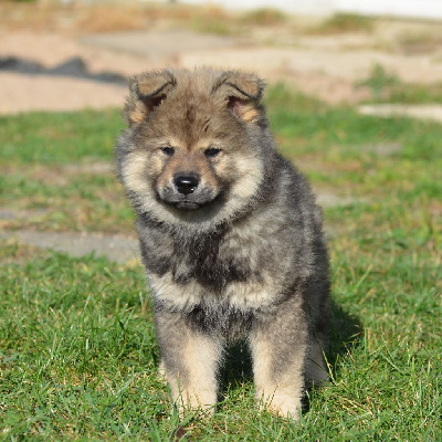 Chiot sable charbonné