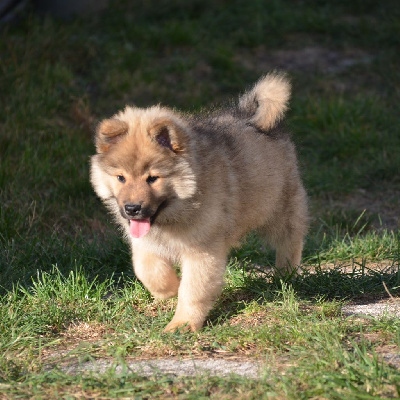 Chiot fauve
