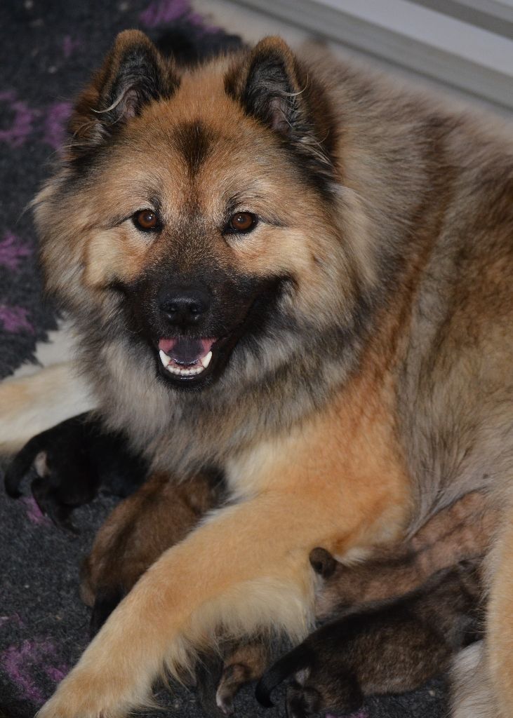 Des Loups De Niflheim - Eurasier - Portée née le 07/10/2025