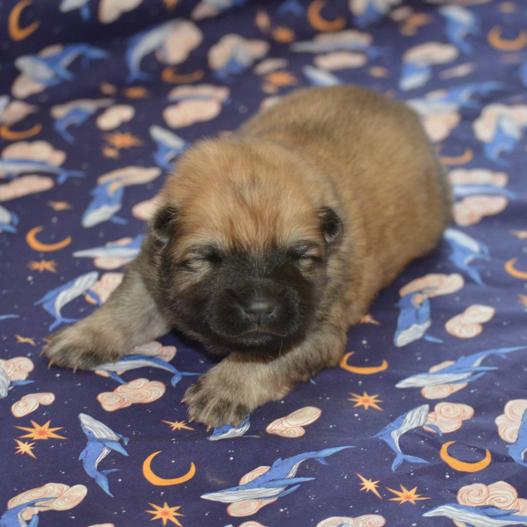Des Loups De Niflheim - Chiots disponibles - Eurasier