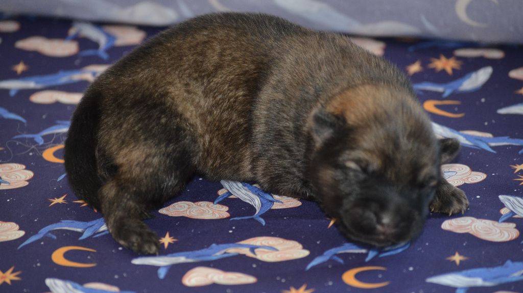 Des Loups De Niflheim - Chiots disponibles - Eurasier