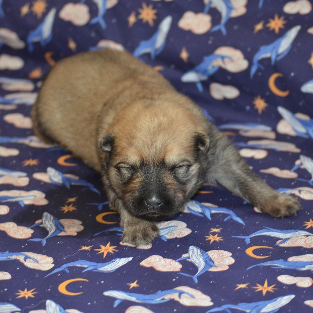 Des Loups De Niflheim - Chiots disponibles - Eurasier