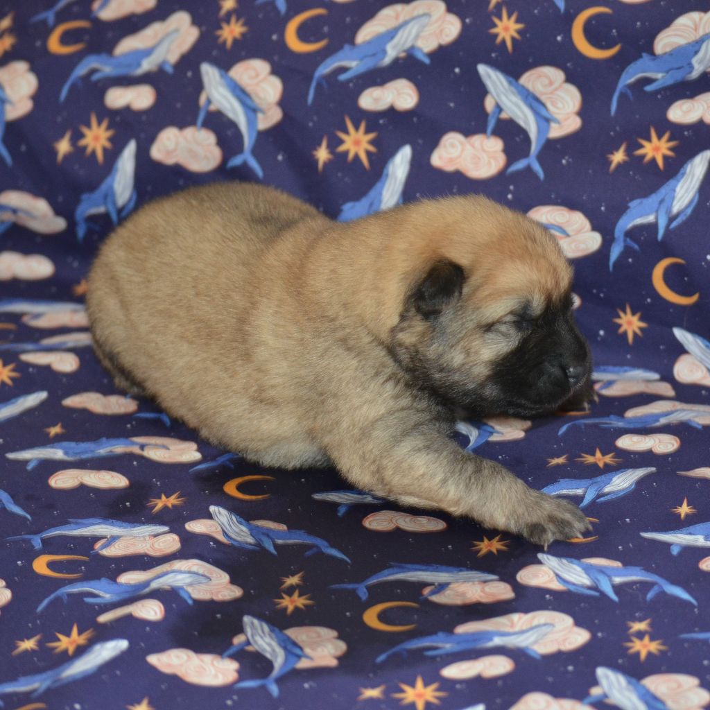 Des Loups De Niflheim - Chiots disponibles - Eurasier