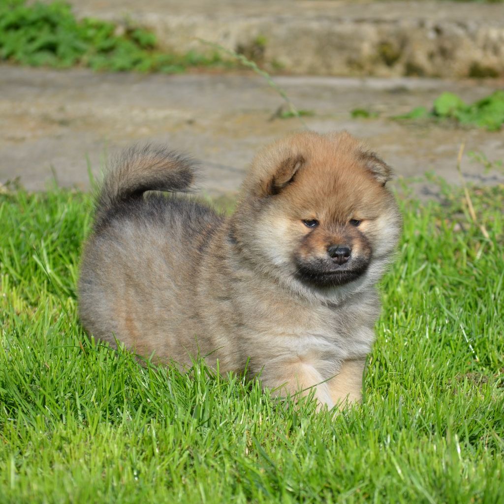 Des Loups De Niflheim - Chiots disponibles - Eurasier