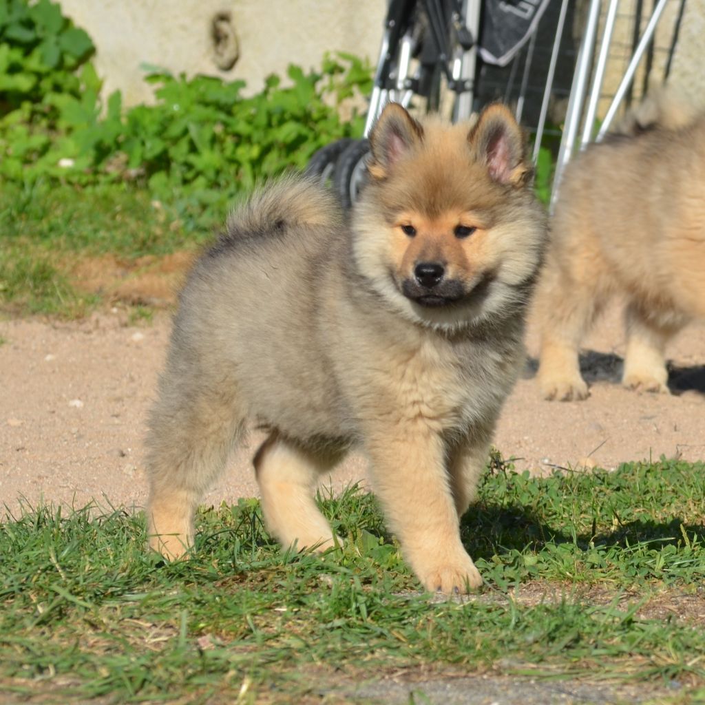 Des Loups De Niflheim - Chiots disponibles - Eurasier