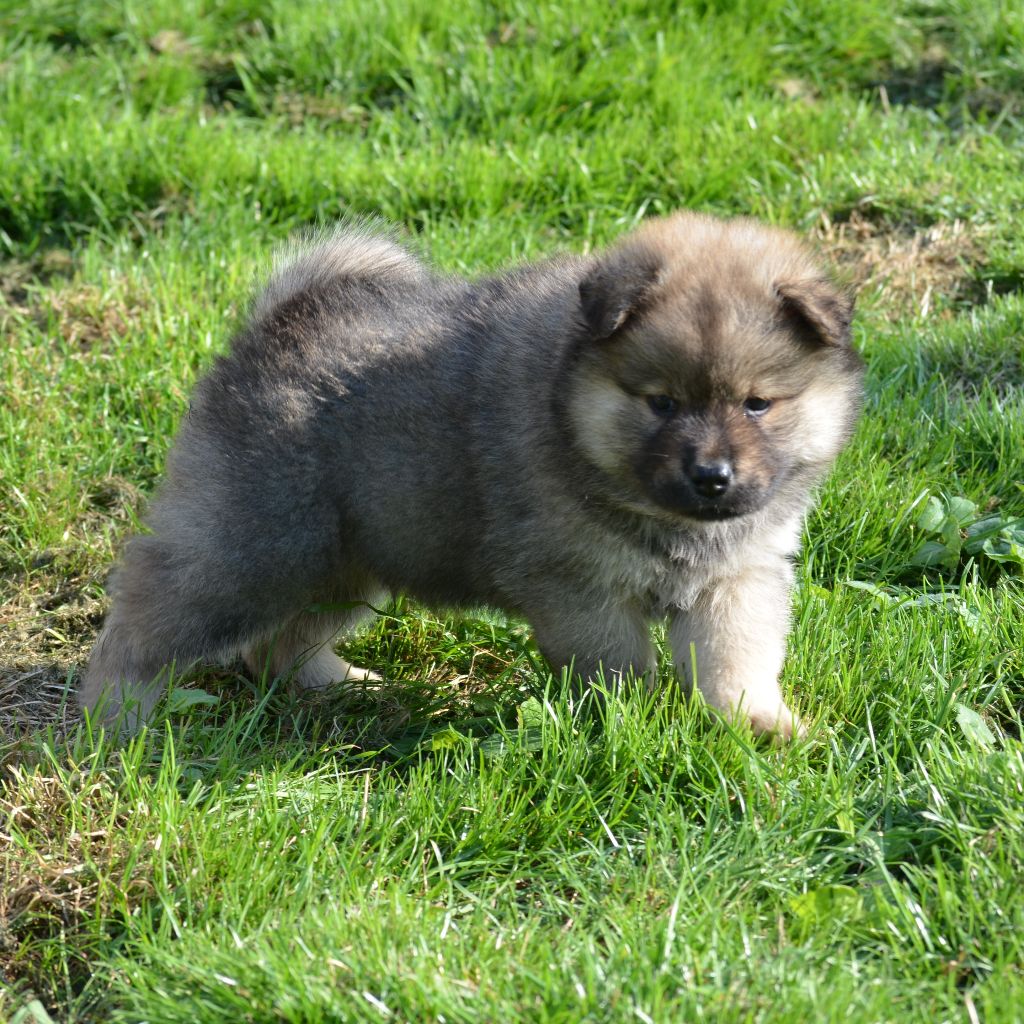 Des Loups De Niflheim - Chiots disponibles - Eurasier