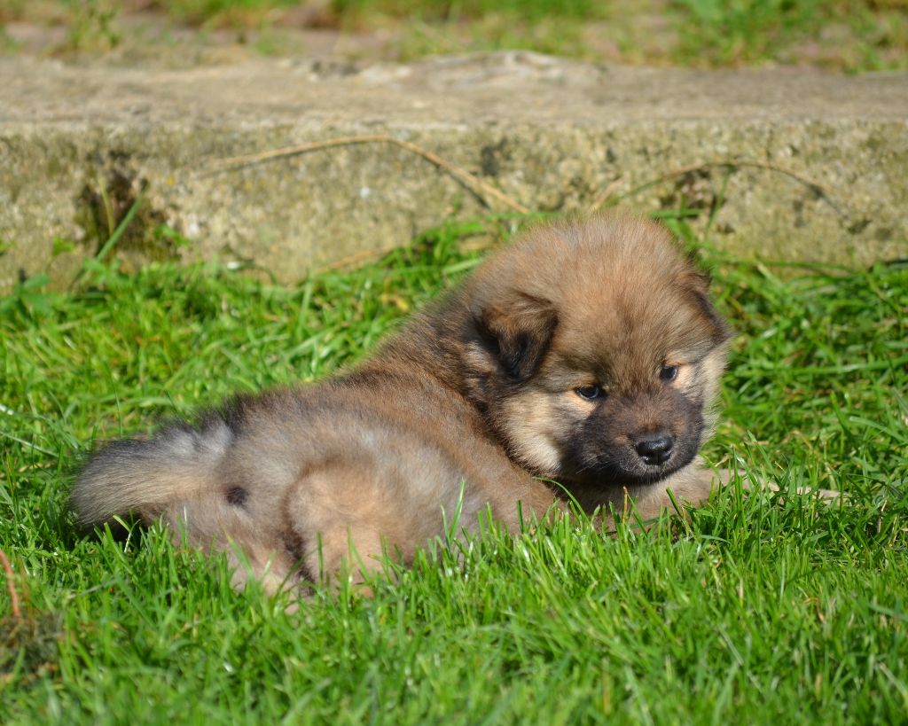 Des Loups De Niflheim - Chiots disponibles - Eurasier