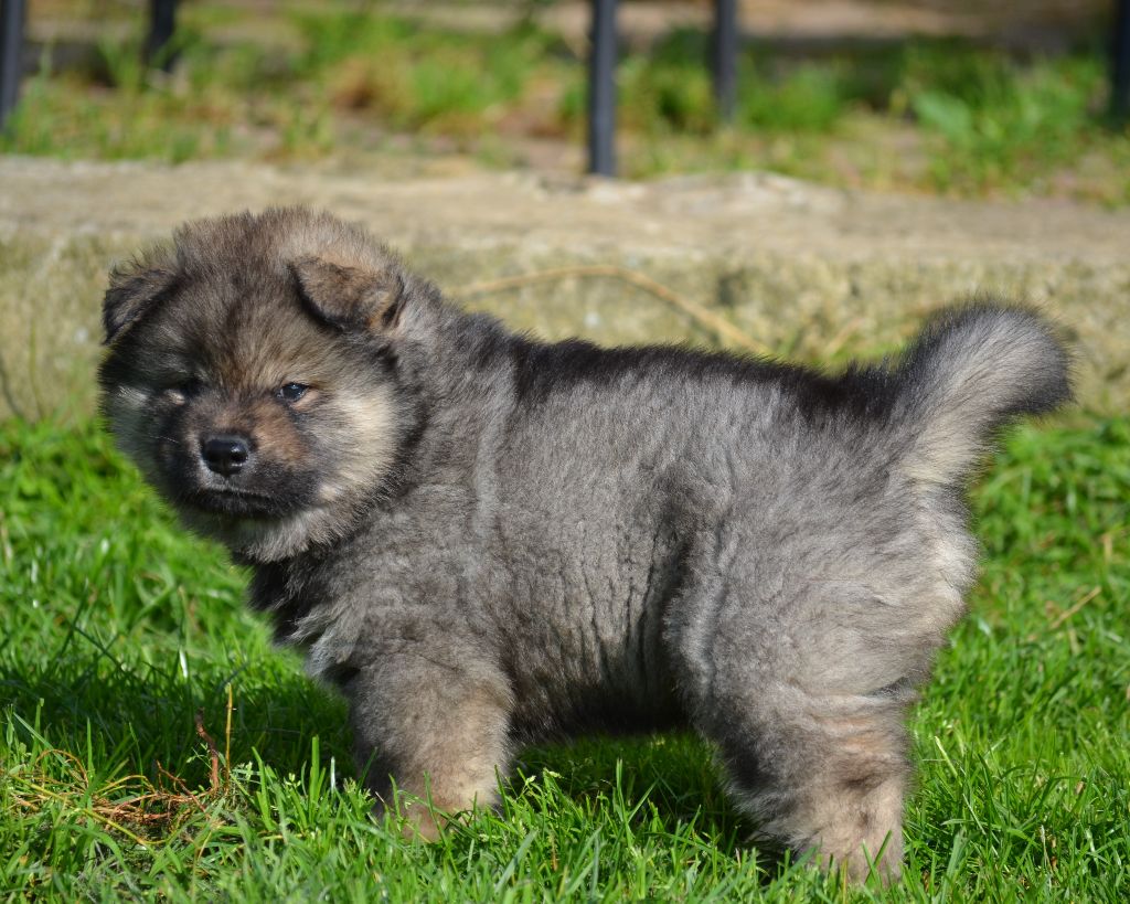 Des Loups De Niflheim - Chiots disponibles - Eurasier